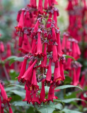 COLORBURST™ Deep Red Cape Fuchsia, Cape Figwort, Phygelius, Phygelius x rectus 'TNPHYCDR'